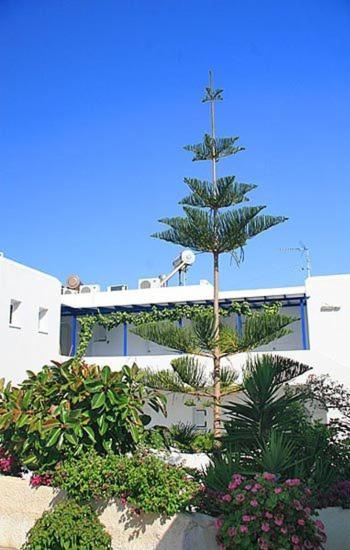Loukia Apartments & Studios Naoussa Esterno foto